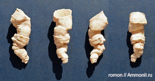 девон, кораллы, Devonian, Rugosa