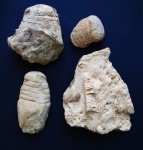 Nautiloidea.