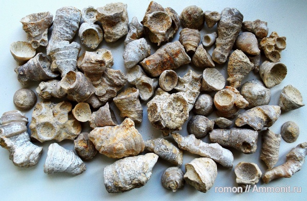 девон, кораллы, Devonian, Rugosa