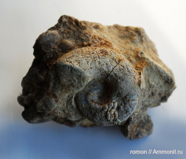 гастроподы, девон, копролиты, Devonian, Tomaculum