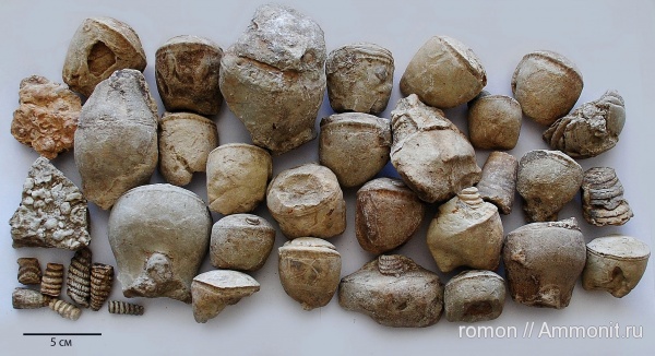 девон, наутилоидеи, прямораковинные головоногие, Devonian, сифон, Discosorida, Cyclopites, Evlanoceras, Cyclopoceras