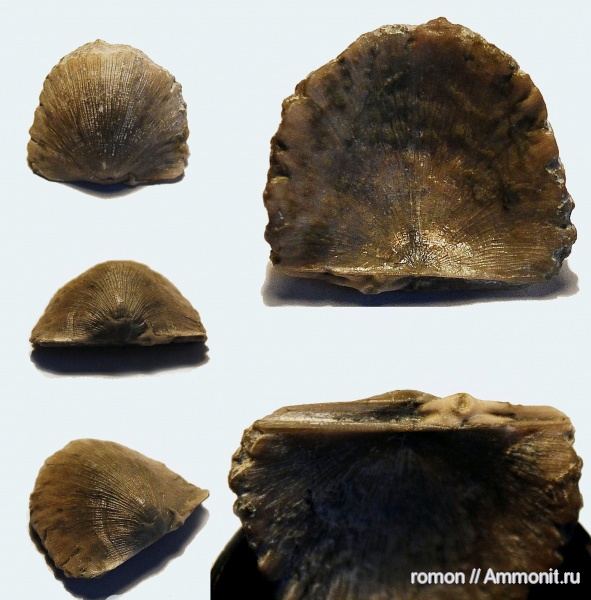 брахиоподы, морские лилии, девон, криноидеи, Devonian, Strophomenida, обрастание, Douvillina, корни криноидей, holdfast, encrustation of brachiopods, Crinoid holdfast