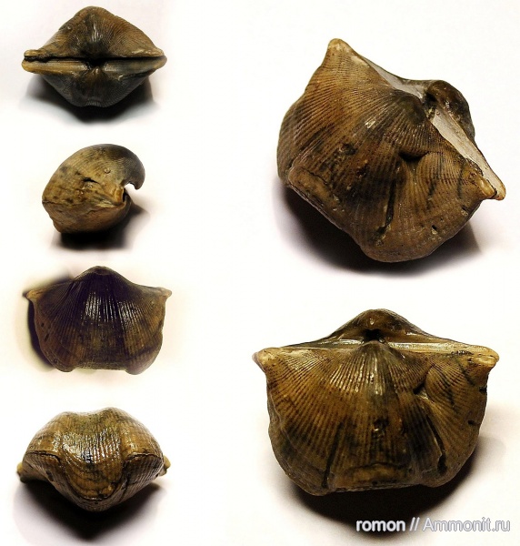 брахиоподы, девон, Devonian, Cyrtospirifer, прижизненные повреждения, Spiriferida, Epizoans, Прижизненные повреждения брахиопод, Cephalopod Predation