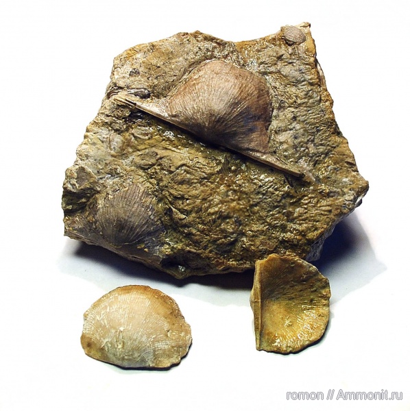 брахиоподы, Strophomenida, Douvillina