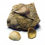 Брахиоподы Douvillina.