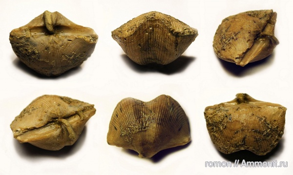 брахиоподы, девон, Devonian, Spiriferida, обрастание, ножки брахиопод, encrustation of brachiopods, brachiopod pedicle, Epizoans