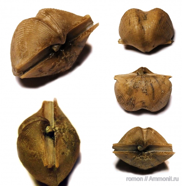 брахиоподы, девон, Devonian, Cyrtospirifer, Spiriferida, ножки брахиопод, brachiopod pedicle