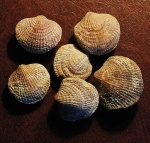 Spinatrypa.