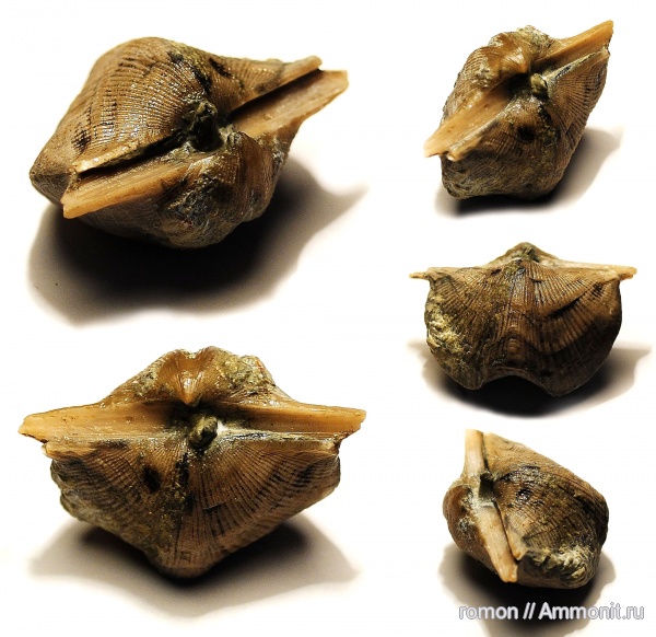 брахиоподы, девон, Devonian, Cyrtospirifer, Spiriferida, ножки брахиопод, brachiopod pedicle