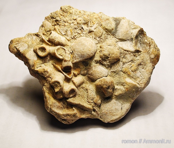 брахиоподы, девон, кораллы, Devonian, Rugosa, обрастание