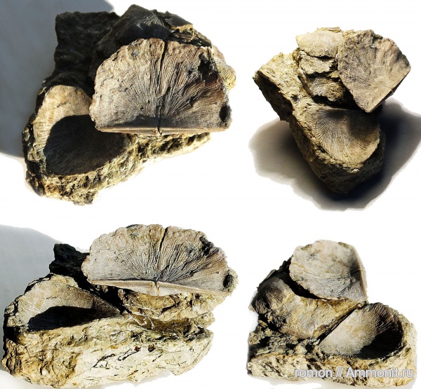 брахиоподы, девон, Devonian, Strophomenida, Douvillina