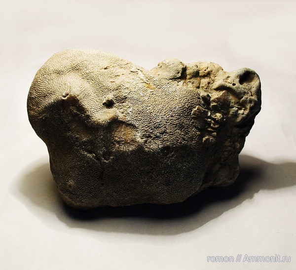 девон, Devonian, Tabulata, Alveolites