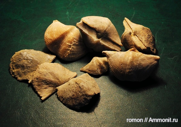 брахиоподы, девон, Devonian, Aulopora, Cyrtospirifer, Spiriferida, Strophomenida, обрастание, Douvillina, encrustation of brachiopods