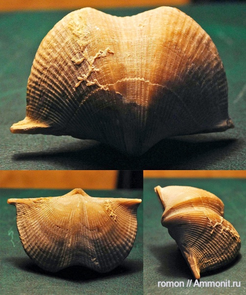 брахиоподы, девон, Devonian, Aulopora, Cyrtospirifer, Hederella, Spiriferida, обрастание, encrustation of brachiopods, Epizoans