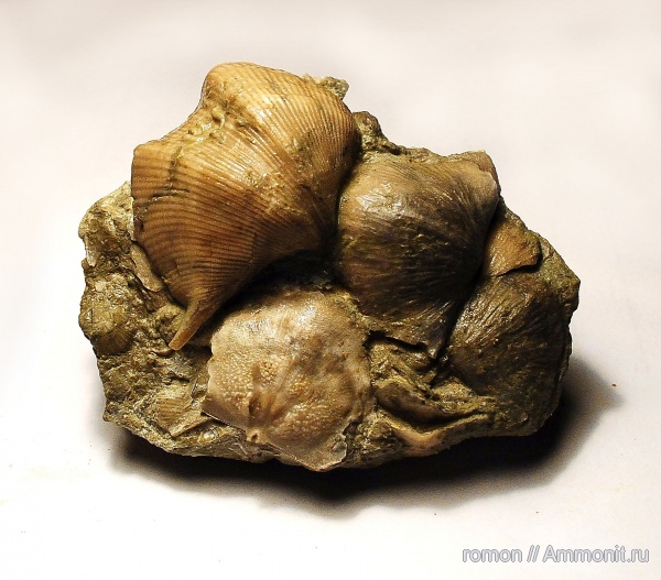брахиоподы, девон, Devonian, Aulopora, Cyrtospirifer, Spiriferida, Strophomenida, обрастание, Douvillina
