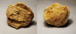 Alveolites