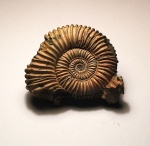 Peltoceras