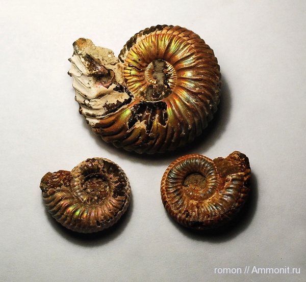 Дубки, Vertumniceras, Vertumniceras angulatum, Vertumniceras mariae