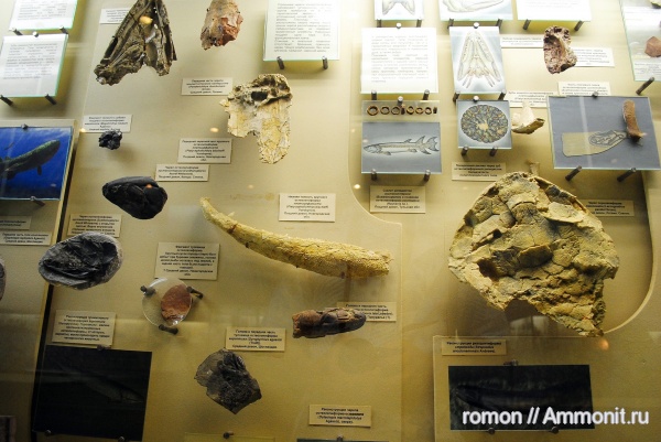 девон, рыбы, ПИН, Devonian, fish