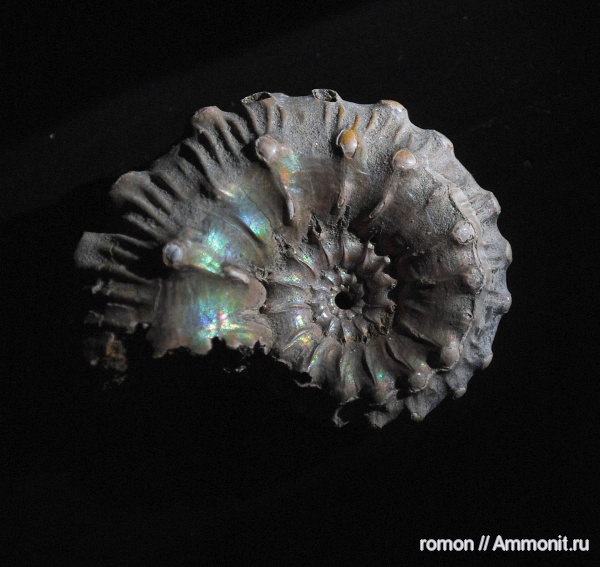 Kosmoceras, Kosmoceras gemmatum
