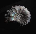Kosmoceras