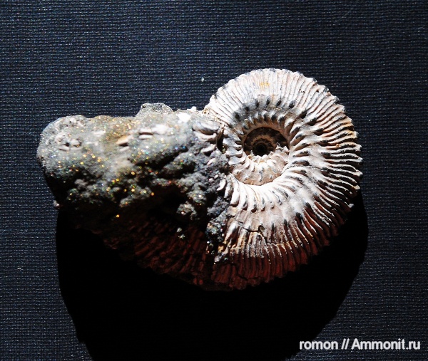 Kosmoceras