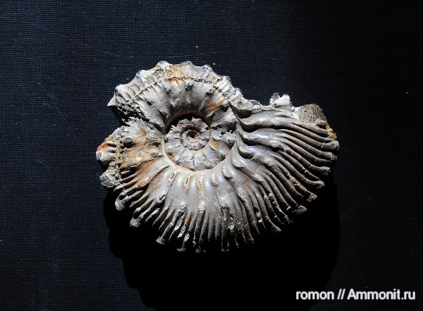 Kosmoceras