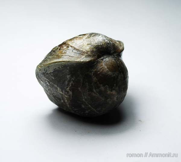 брахиоподы, девон, Devonian, Rhynchonellida, Leiorhynchus