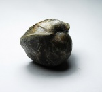 Rhynchonellida.