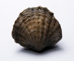 Spinatrypa.