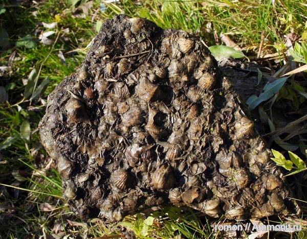 брахиоподы, девон, Devonian