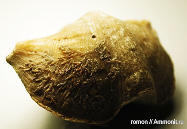 девон, мшанки, кораллы, Devonian, Cyrtospirifer, Hederella, обрастание, encrustation of brachiopods, Epizoans
