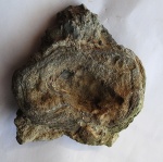 Alveolites, Mastopora.