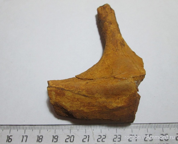 мел, Cretaceous