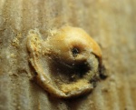 Microconchida.