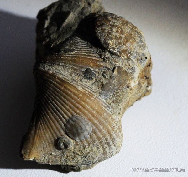брахиоподы, девон, Cyrtospirifer, Microconchida, обрастание, Crania, брахиопода-прилипала, Epizoans, Palaeoconchus