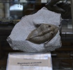 Трилобит.