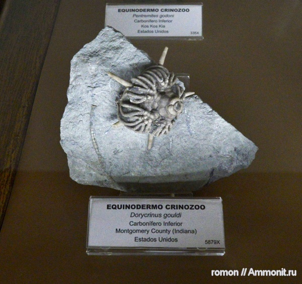 музеи, криноидеи, Geominero, gouldi darcrus