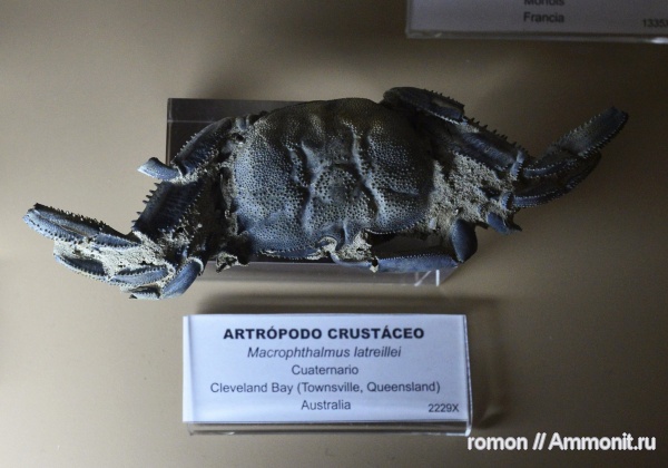 музеи, членистоногие, крабы, Geominero, macrophthalmus latreillei, macrophthalmus