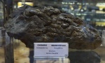 Брахиоподы.