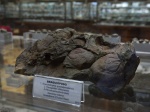 Boucotstrophia брахиоподы.