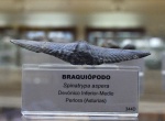 Брахиопода.