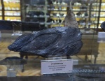Ptychopteris.