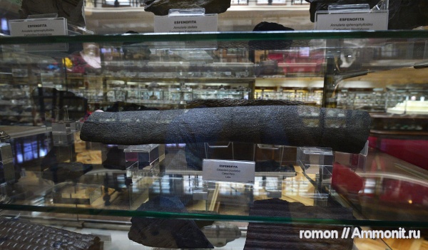 музеи, растения, Calamites, Geominero