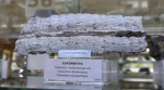 Calamites.