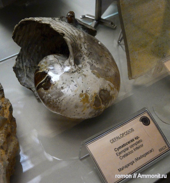 музеи, Cymatoceras, Geominero