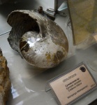 Cymatoceras.