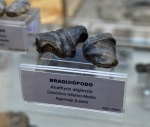Брахиоподы.