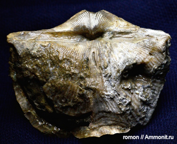 брахиоподы, девон, Epizoans, Прижизненные повреждения брахиопод, Cephalopod Predation