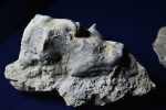 Alveolites, Mastopora,Anathyris,Athyridida.